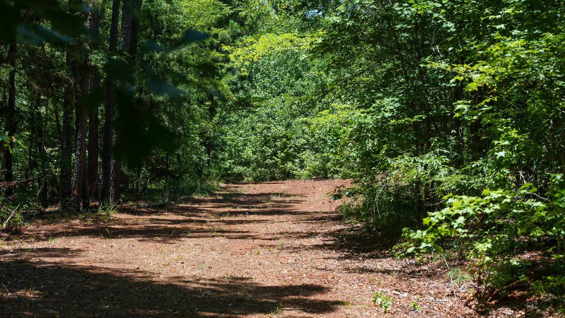 74.45 acres in Smith County - photo 4