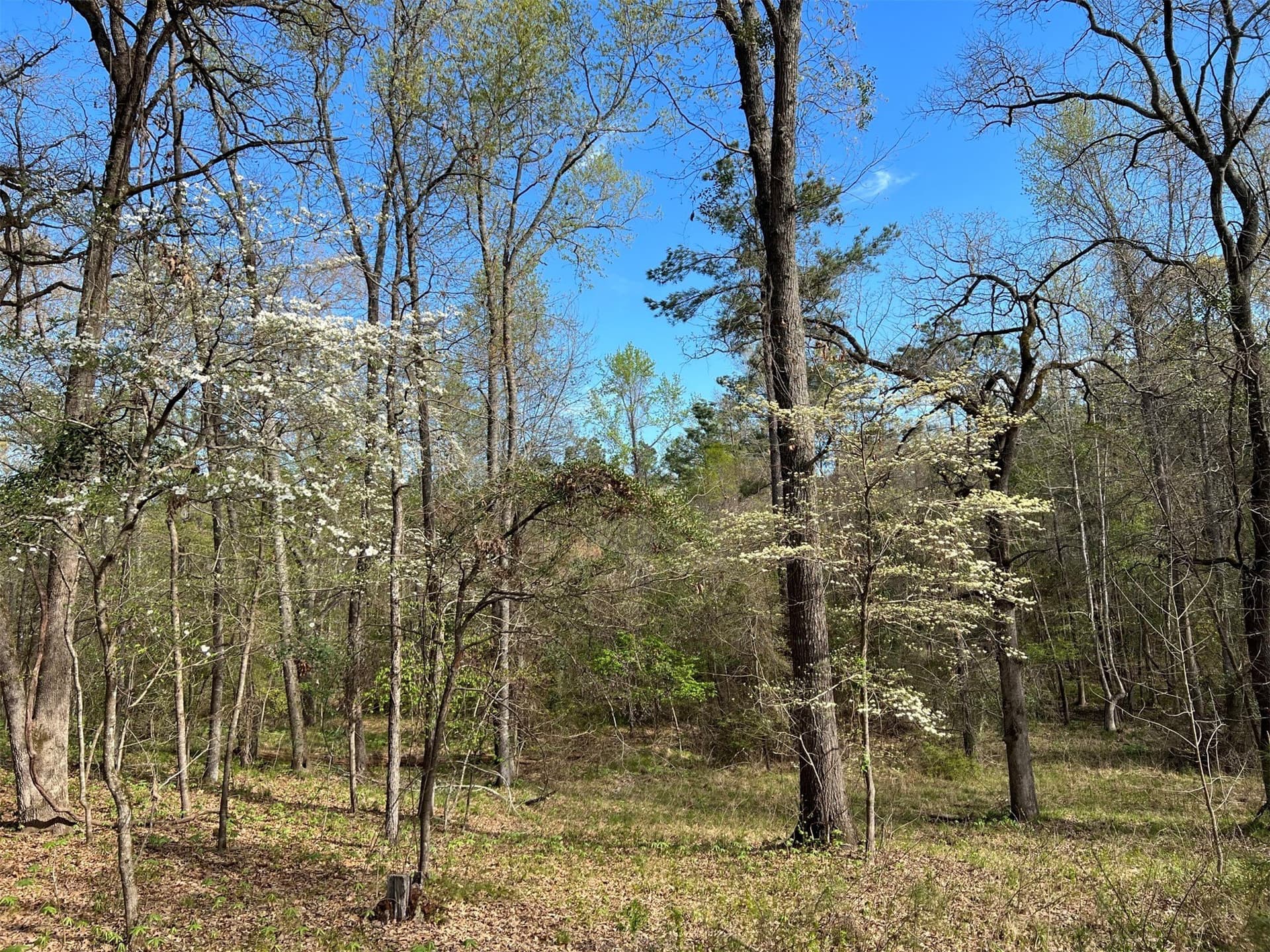 74.45 acres in Smith County featured view