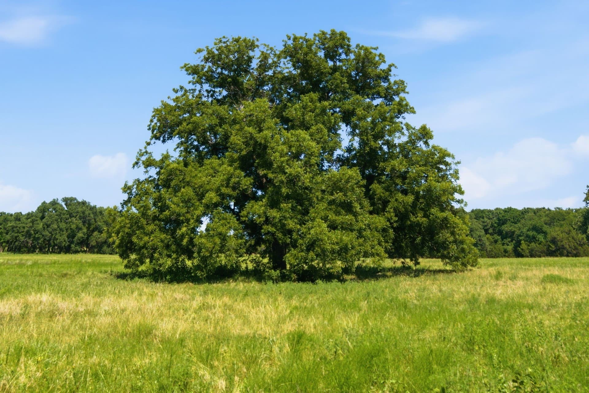 89 acres in Bosque County - photo 17