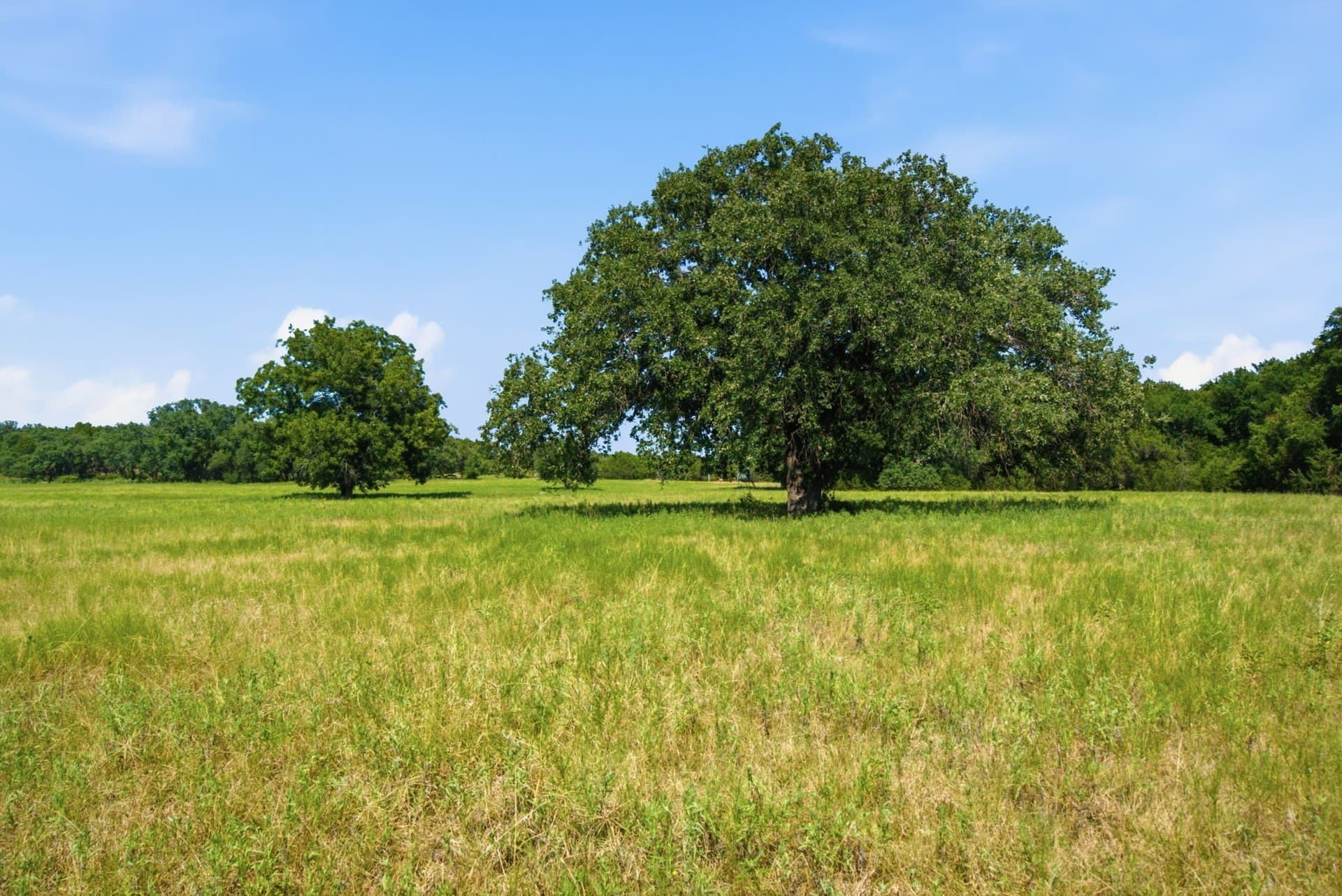89 acres in Bosque County - photo 19