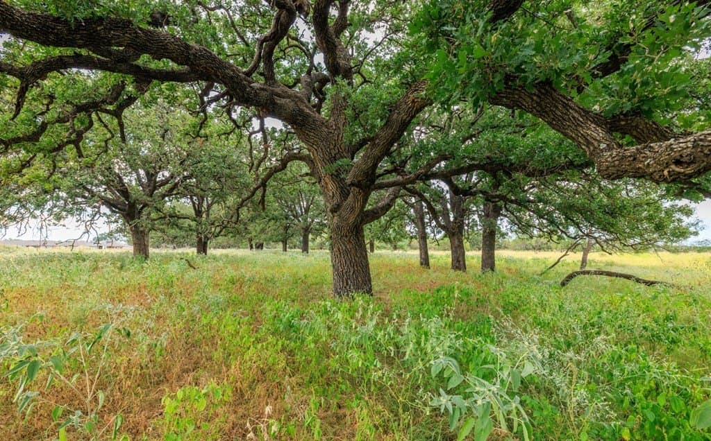 53 acres in Gillespie County - photo 22
