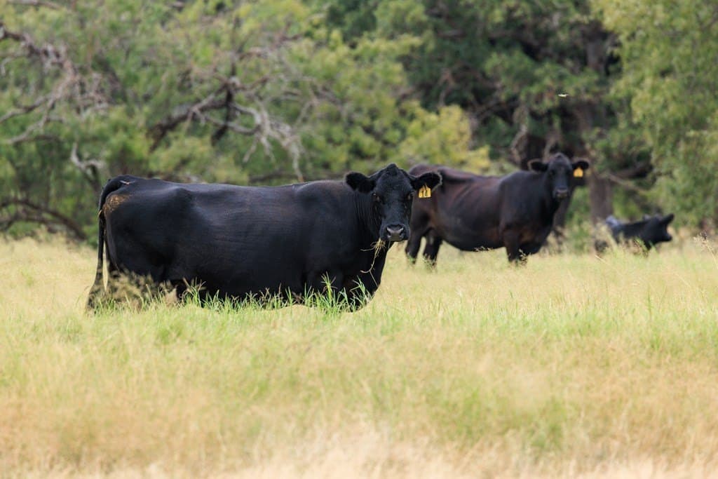 53 acres in Gillespie County - photo 26