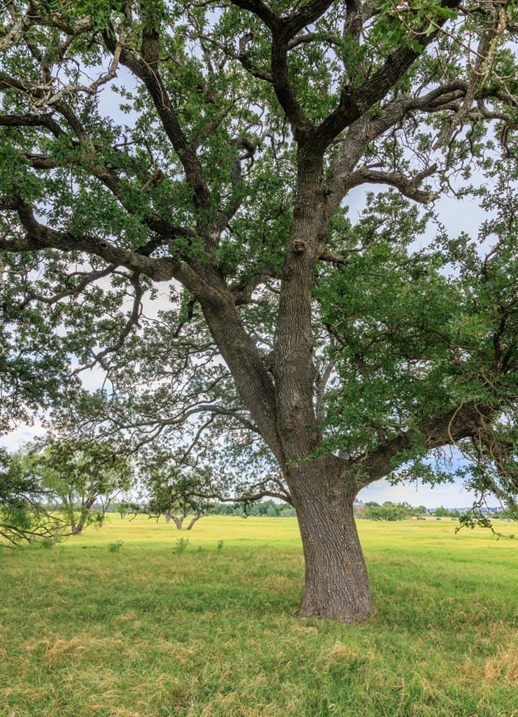 53 acres in Gillespie County - photo 16
