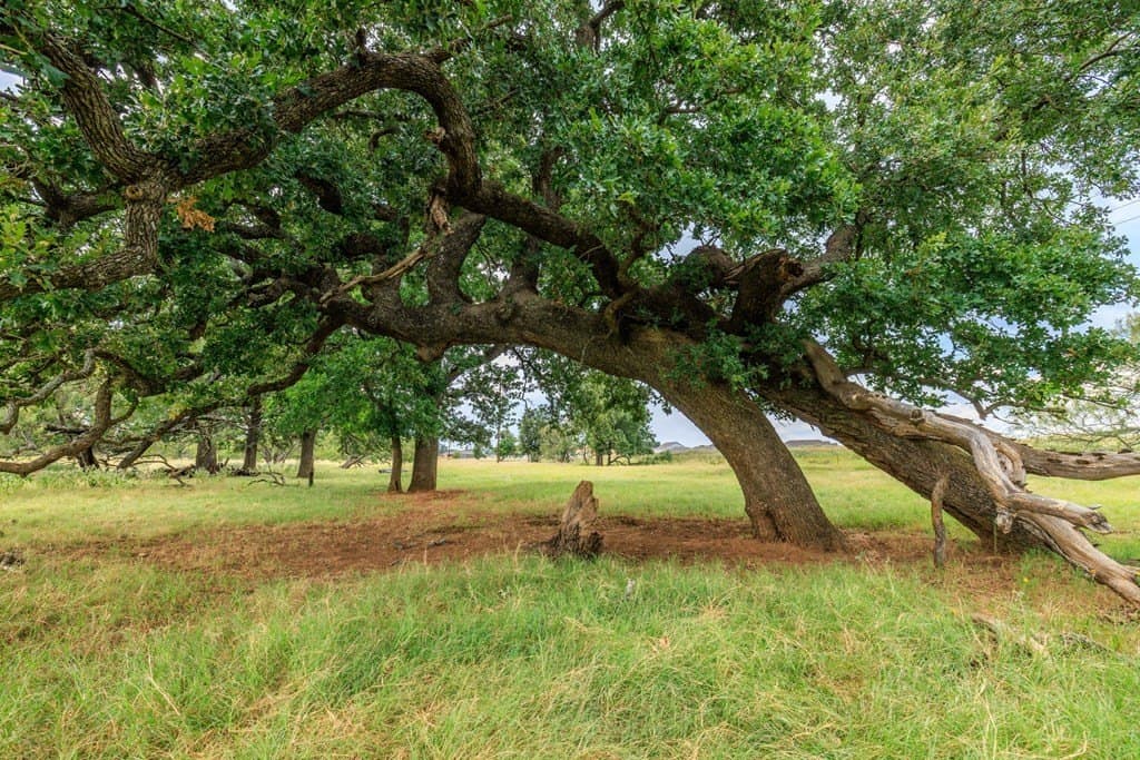 53 acres in Gillespie County - photo 4