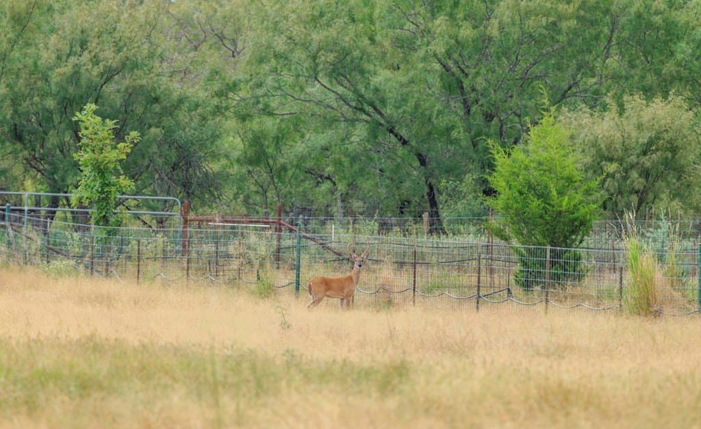 53 acres in Gillespie County - photo 20