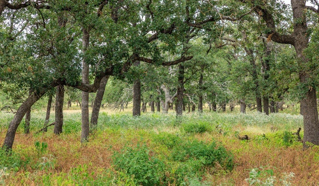 53 acres in Gillespie County - photo 24
