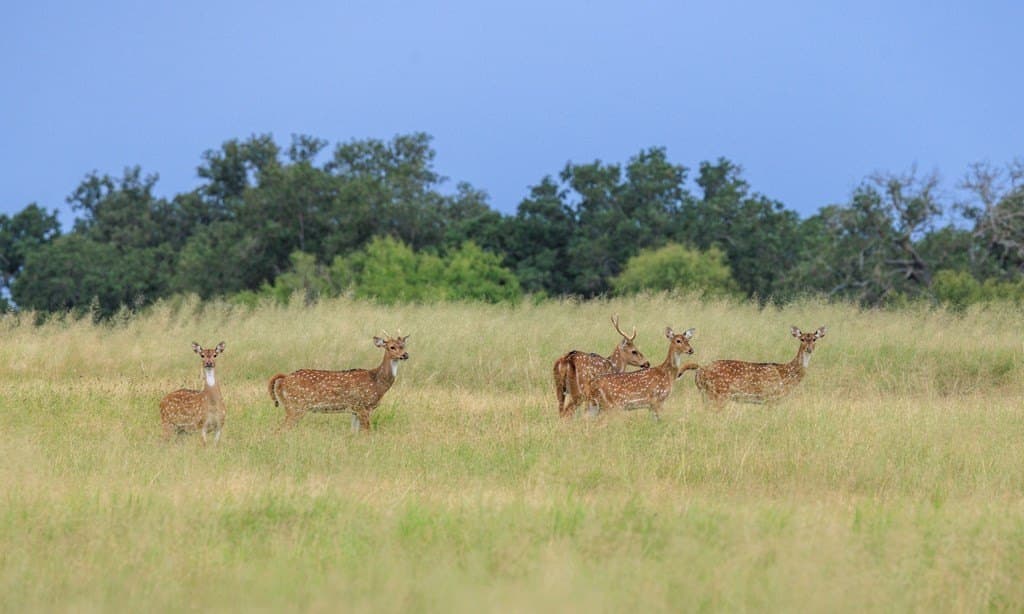 53 acres in Gillespie County - photo 28