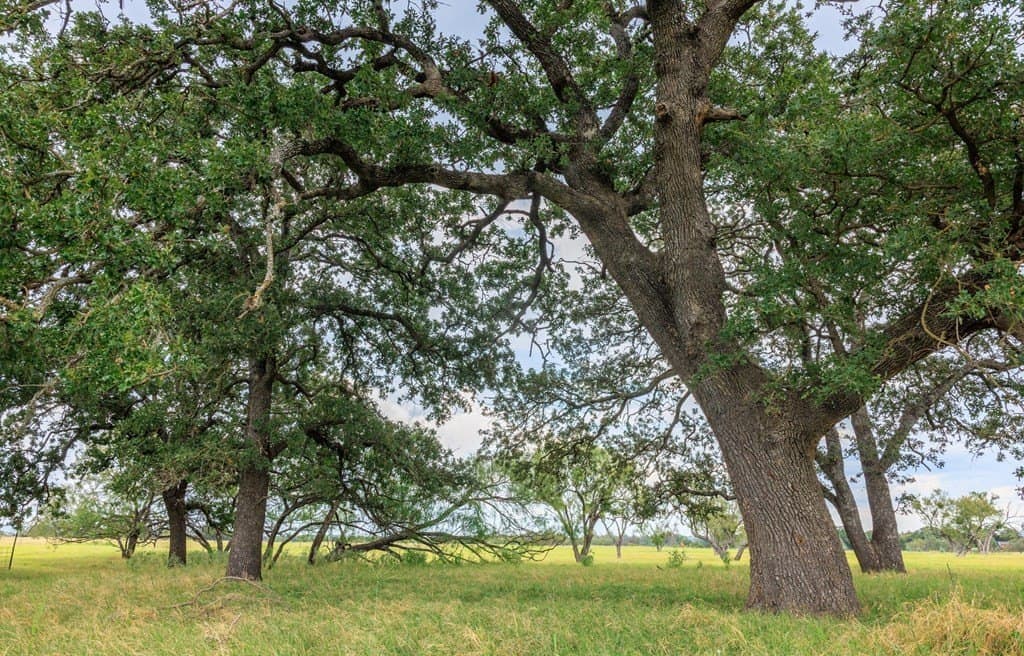 53 acres in Gillespie County - photo 17