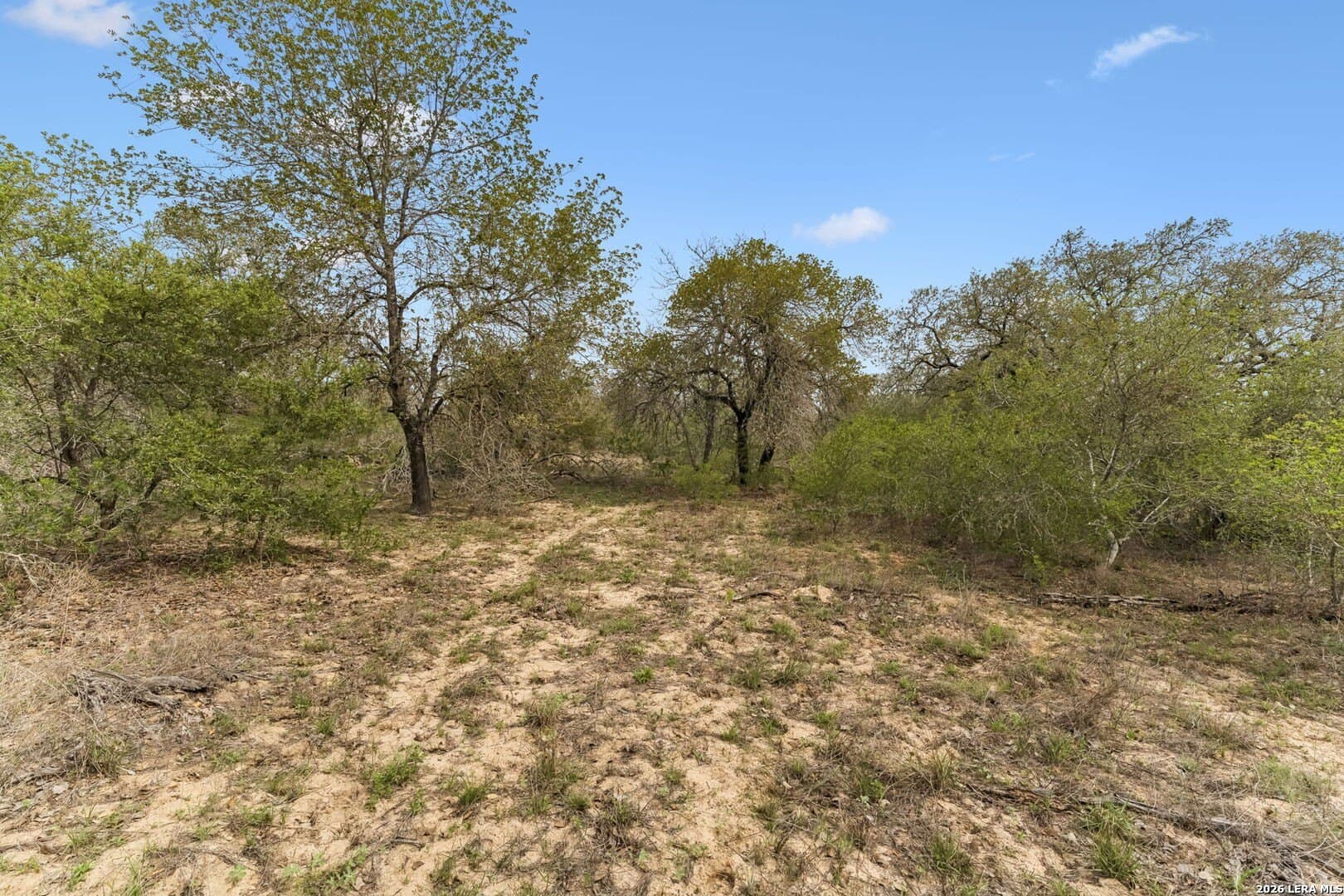 17.05 acres in Atascosa County gallery image 3