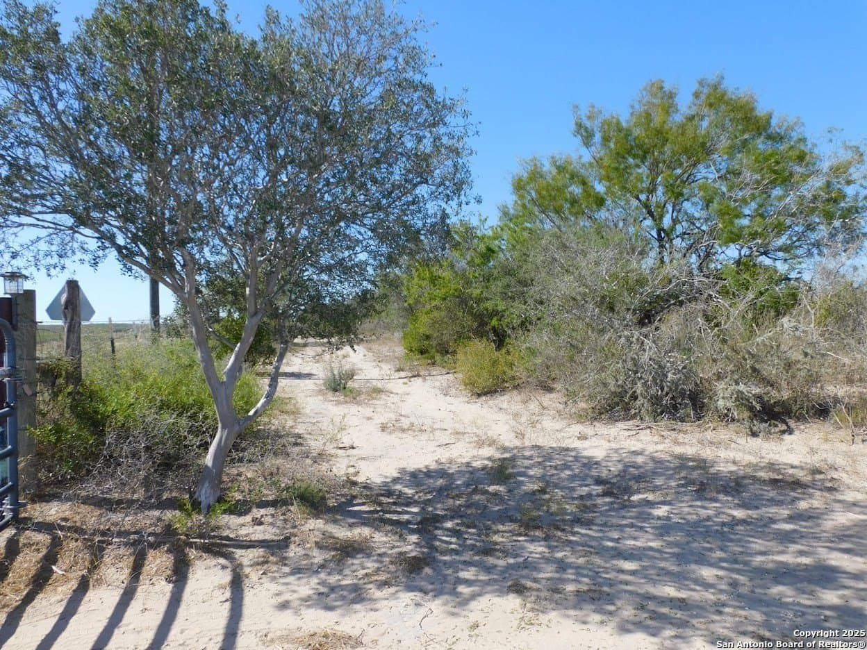 25 acres in Live Oak County gallery image 4