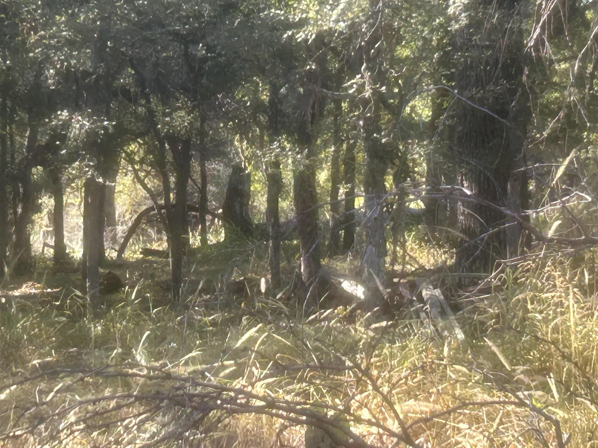 69.97 acres in Llano County gallery image 2