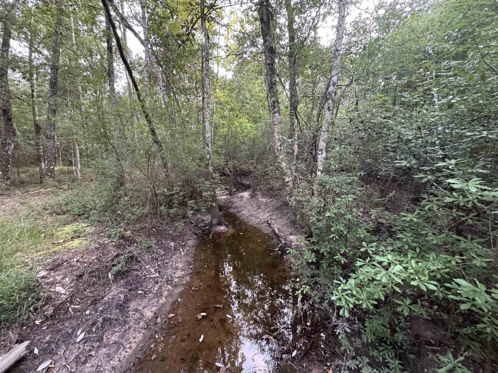 19.01 acres in Tyler County featured view