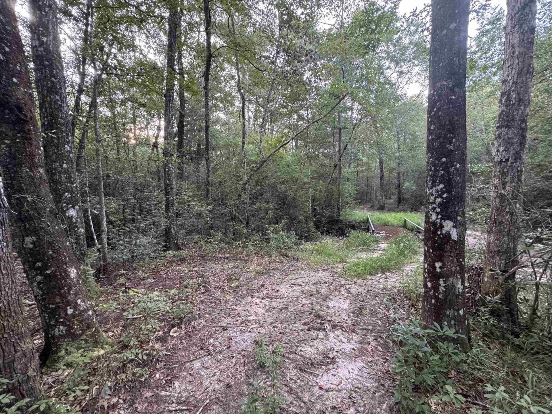 19.01 acres in Tyler County gallery image 3