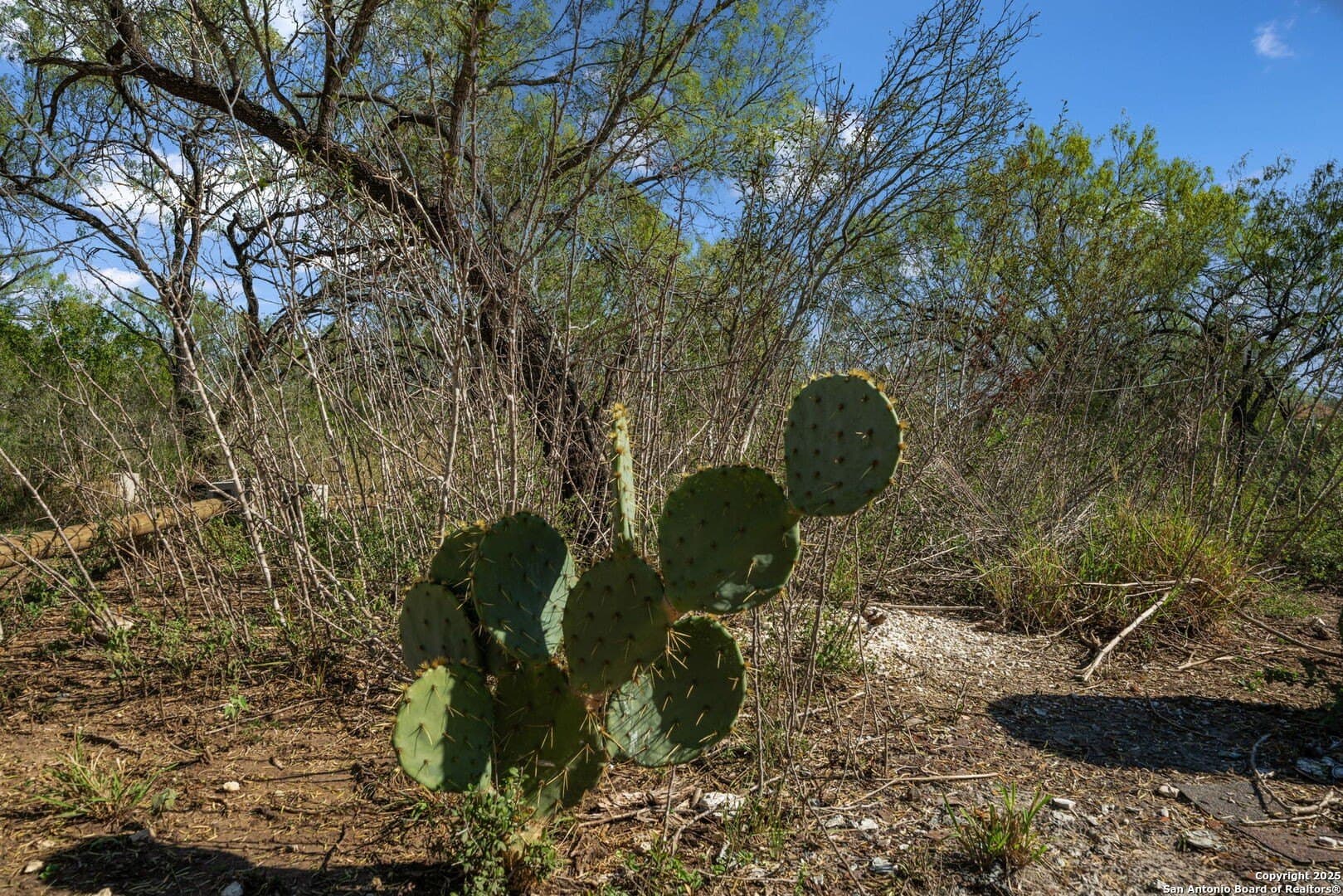 132.7 acres in Bexar County - photo 30