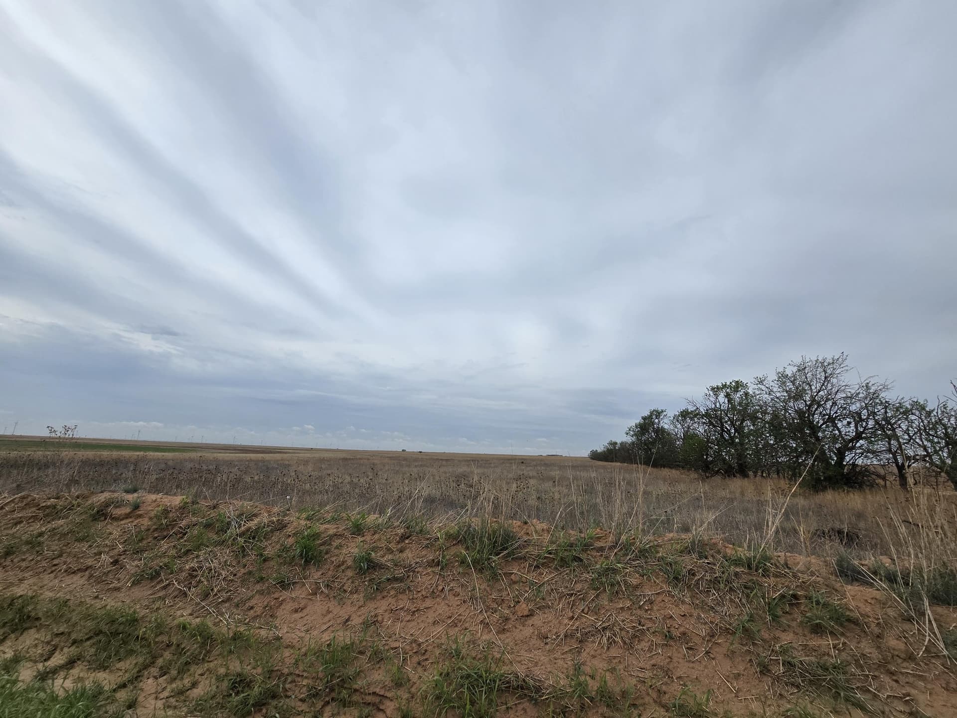 80 acres in Hale County gallery image 2