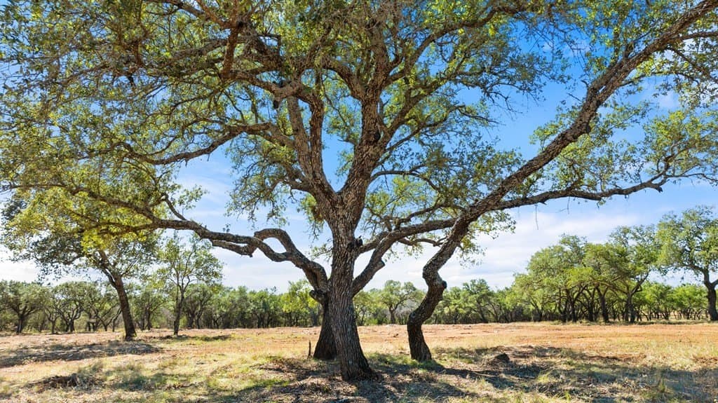 10 acres in Blanco County featured view
