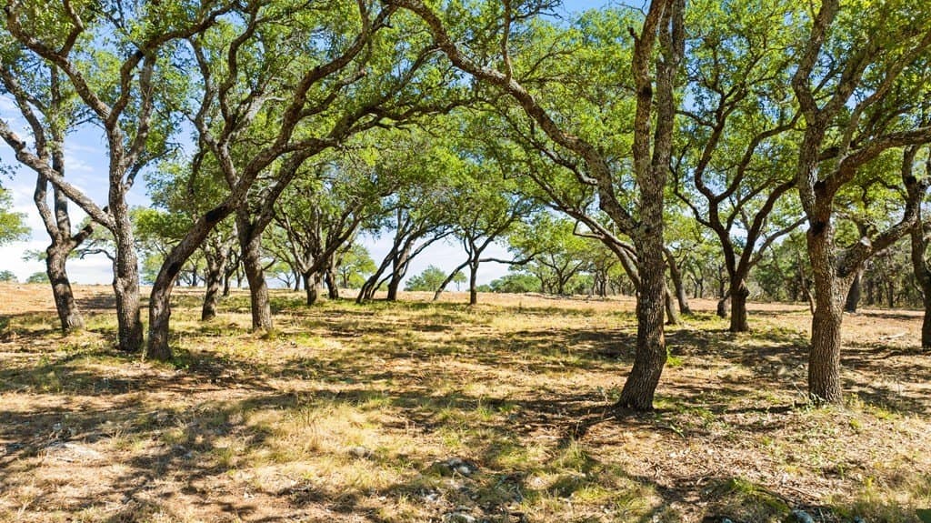 10 acres in Blanco County - photo 9