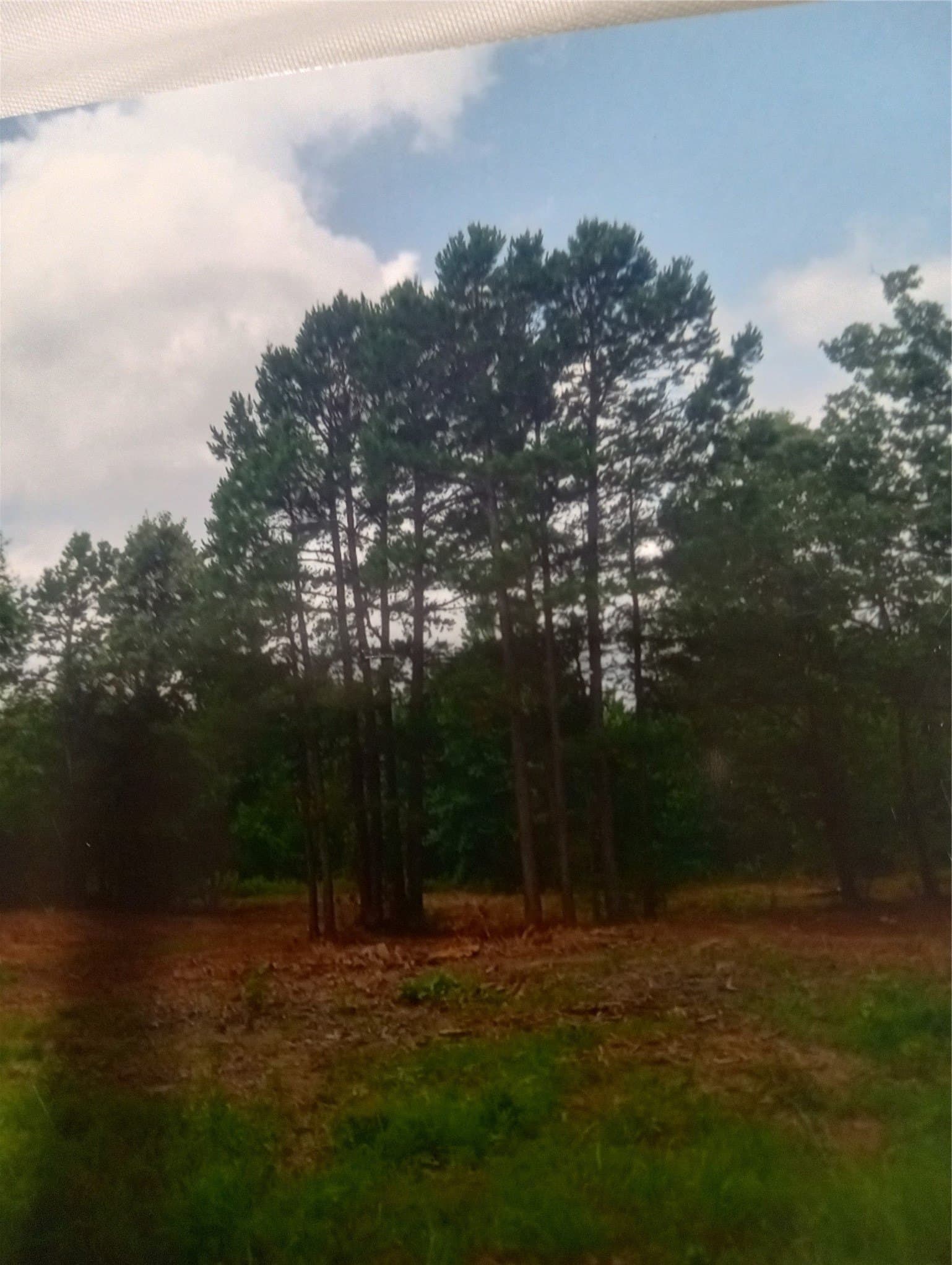 21.9 acres in Cass County - photo 8