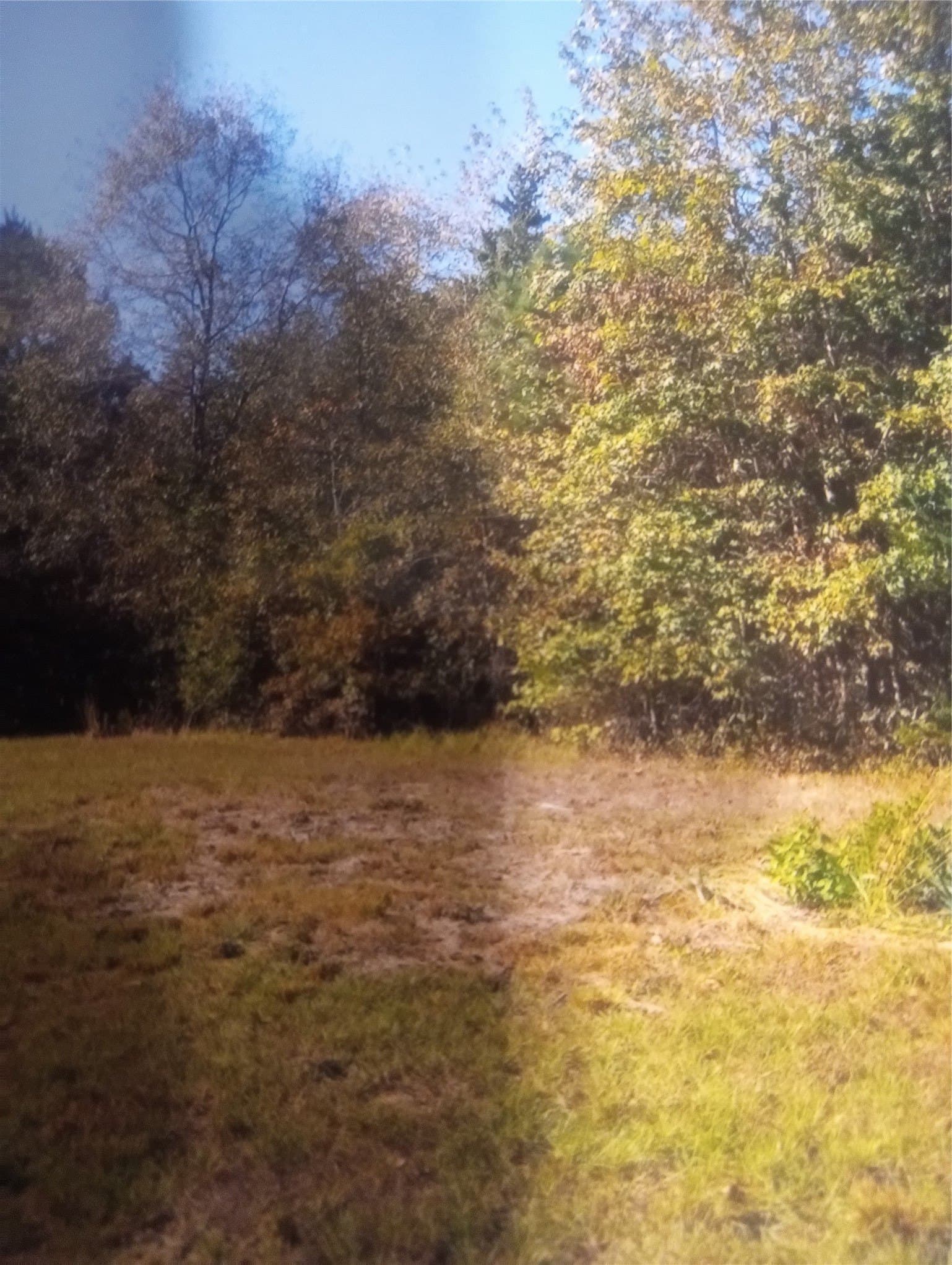 21.9 acres in Cass County - photo 10