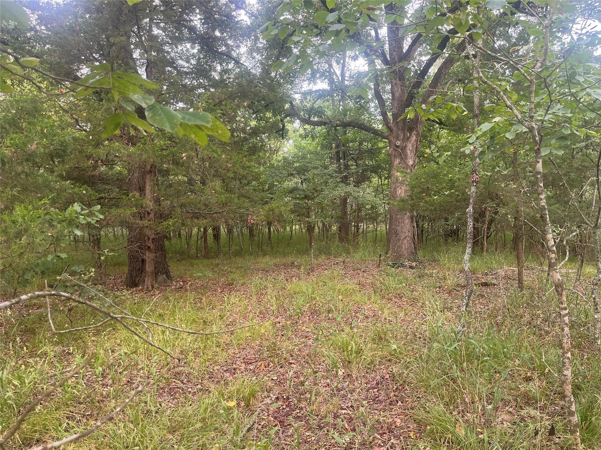 8 acres in Red River (TX) County gallery image 2