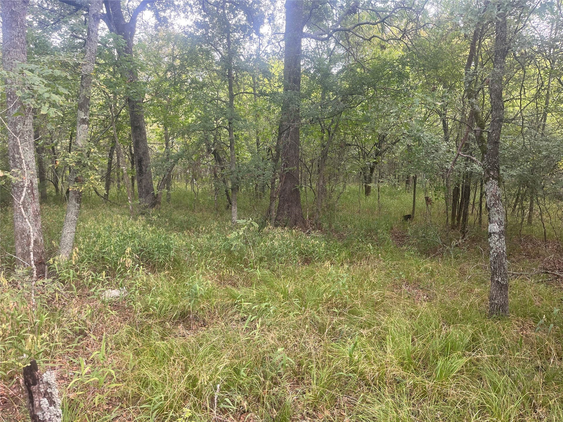 8 acres in Red River (TX) County gallery image 3