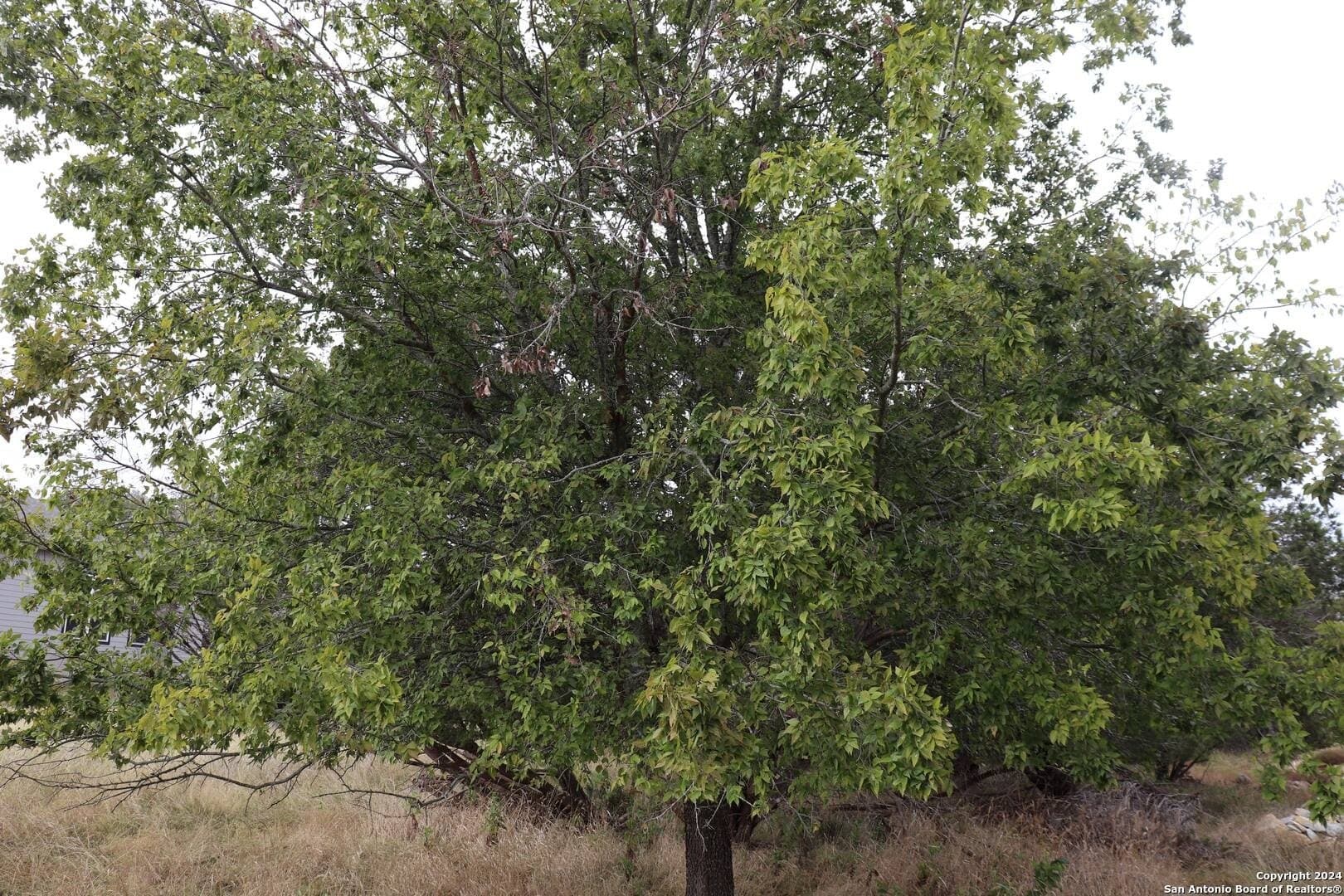 0.2 acres in Hays County - photo 11