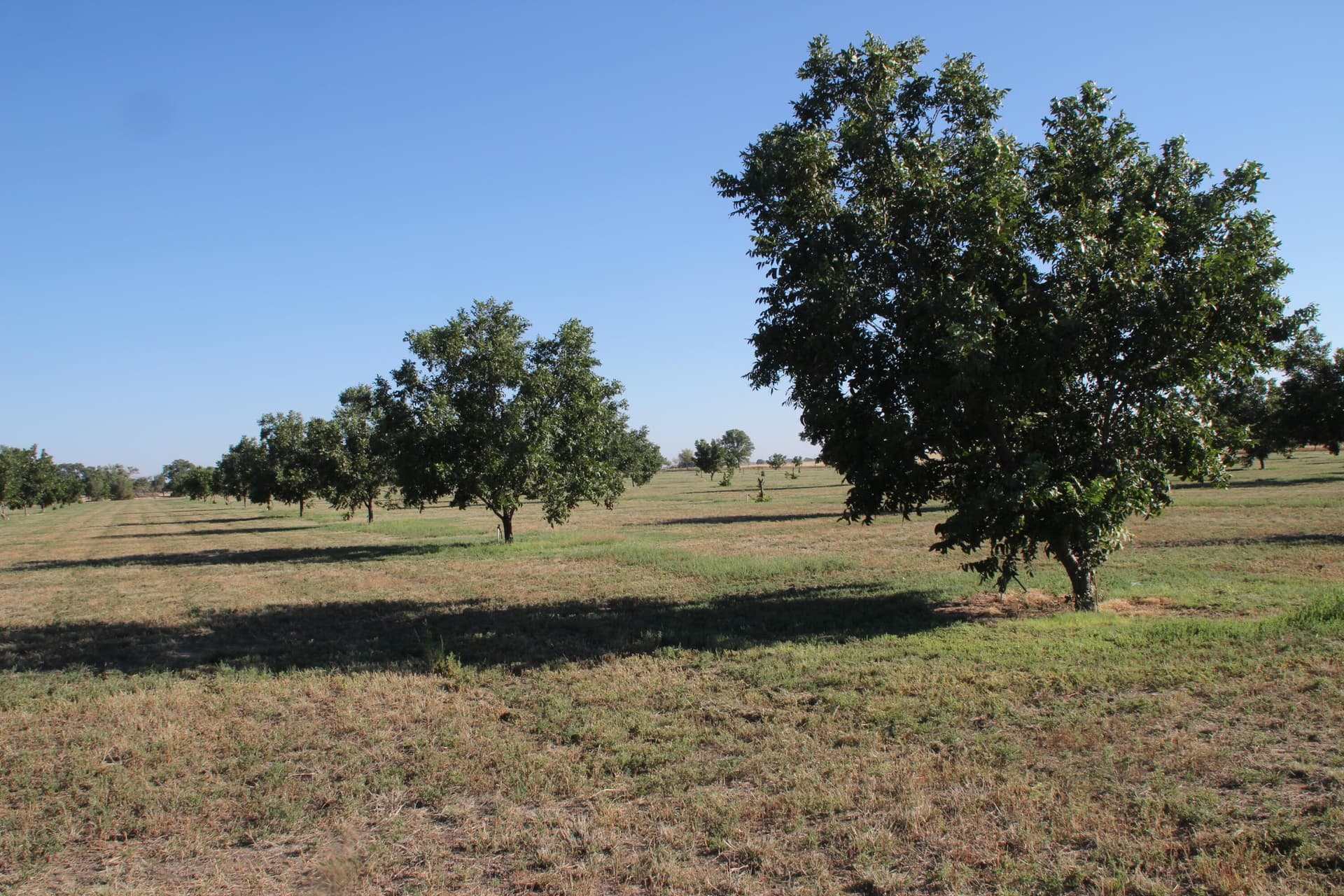 10 acres in Bailey County gallery image 4