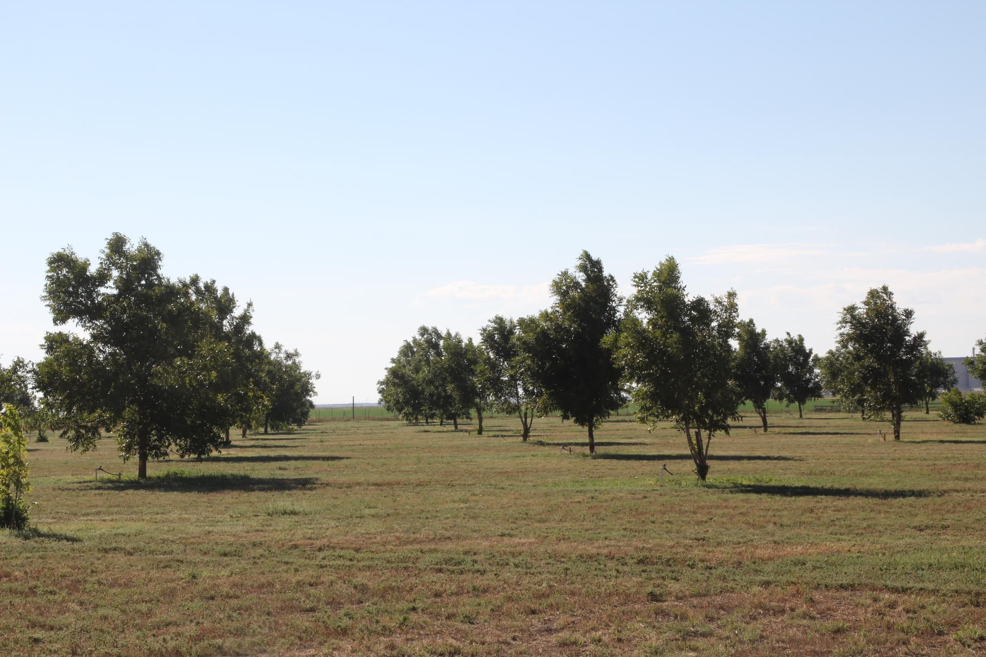 10 acres in Bailey County gallery image 2
