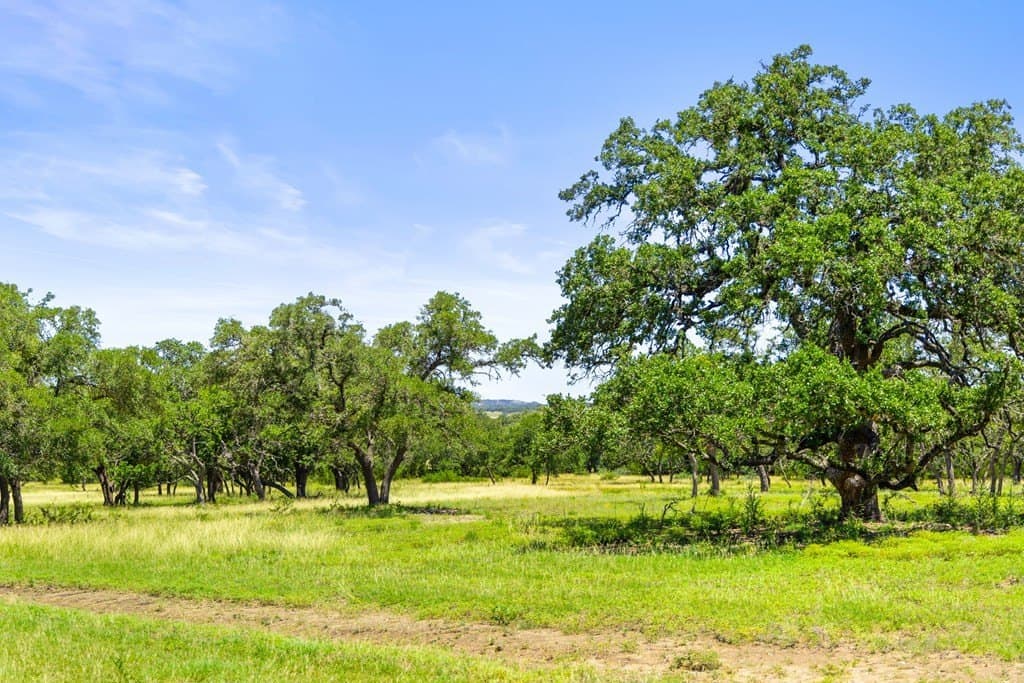 11.5 acres in Blanco County gallery image 2