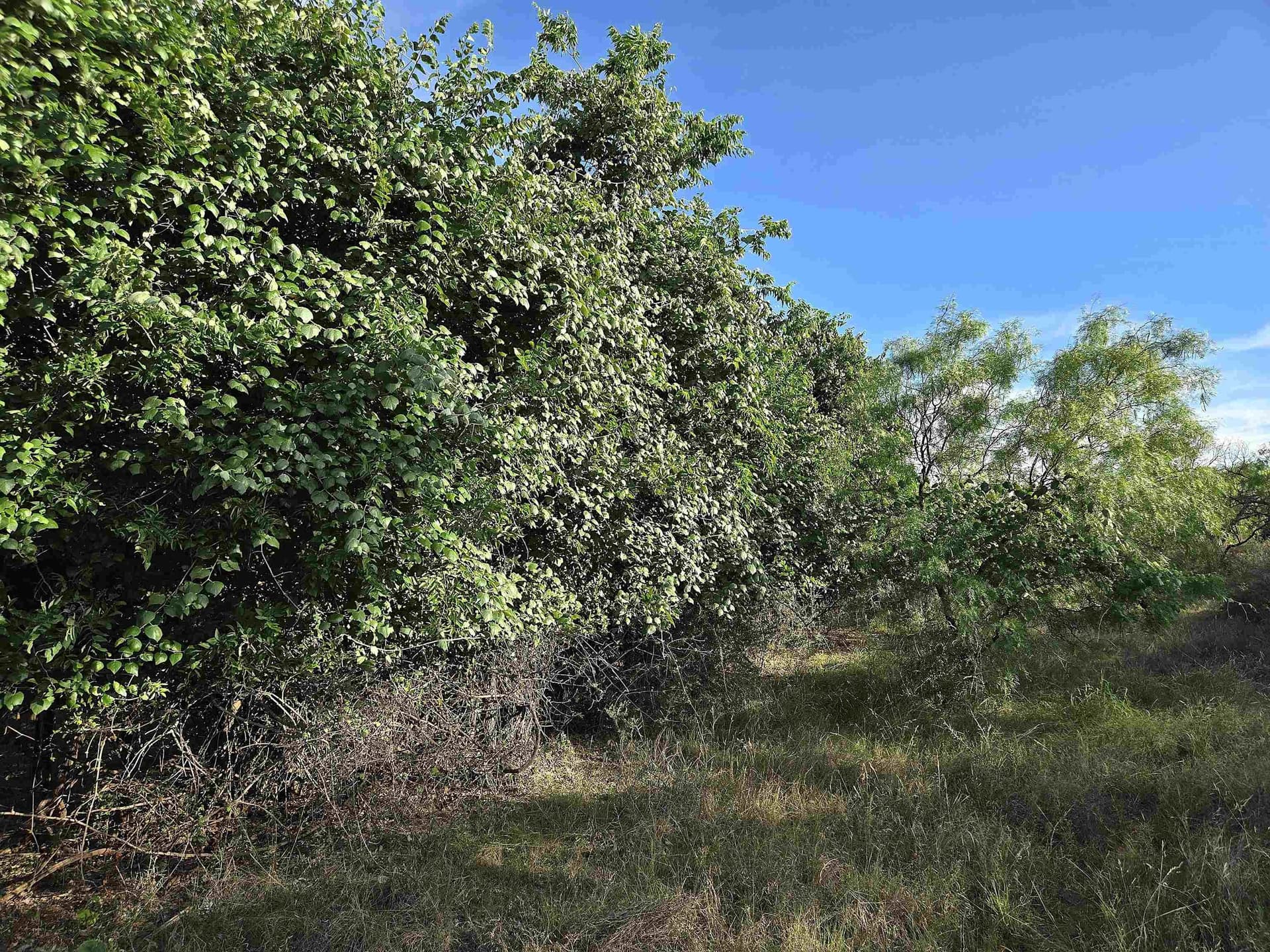 5.15 acres in Llano County - photo 26