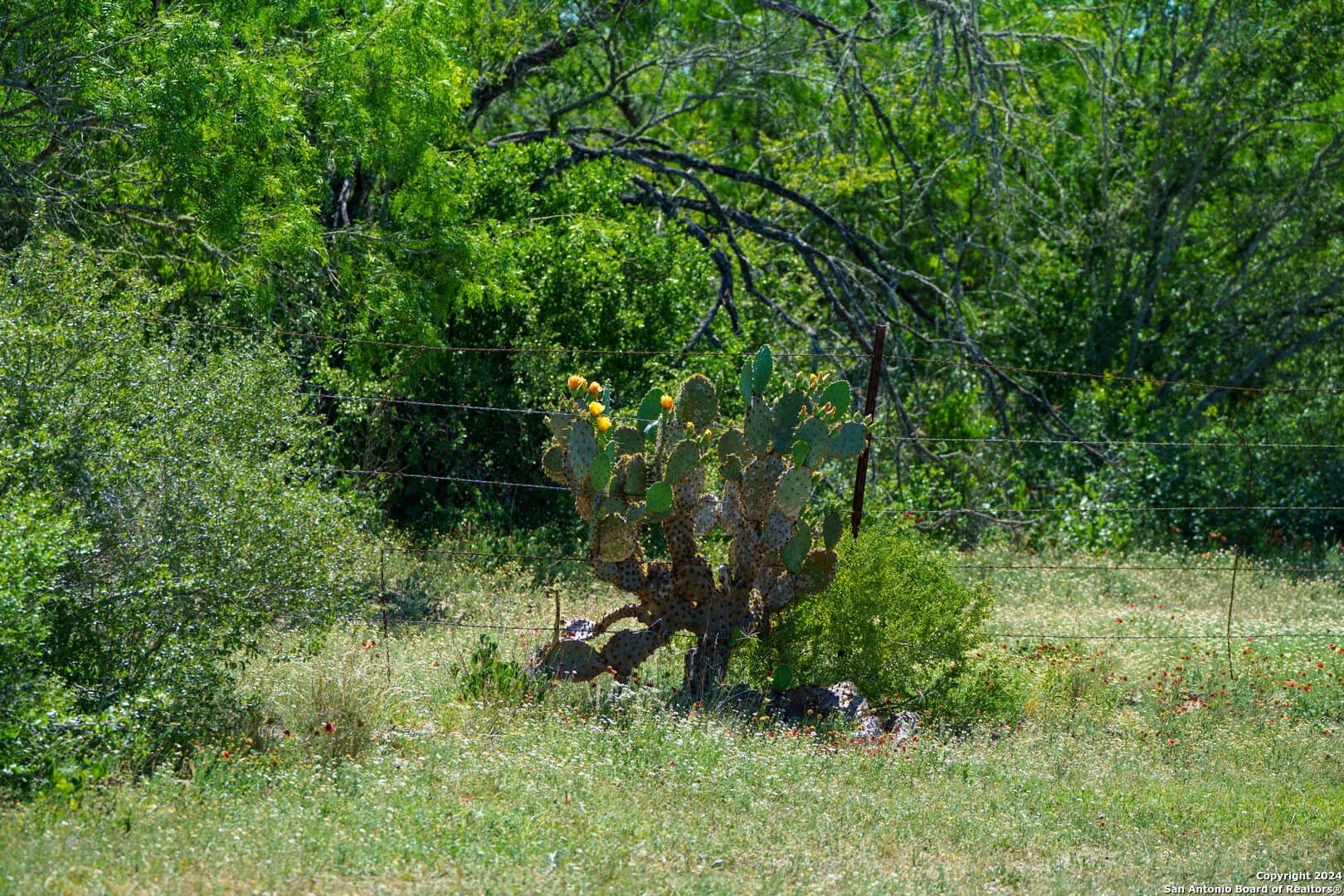 48.25 acres in Live Oak County - photo 32