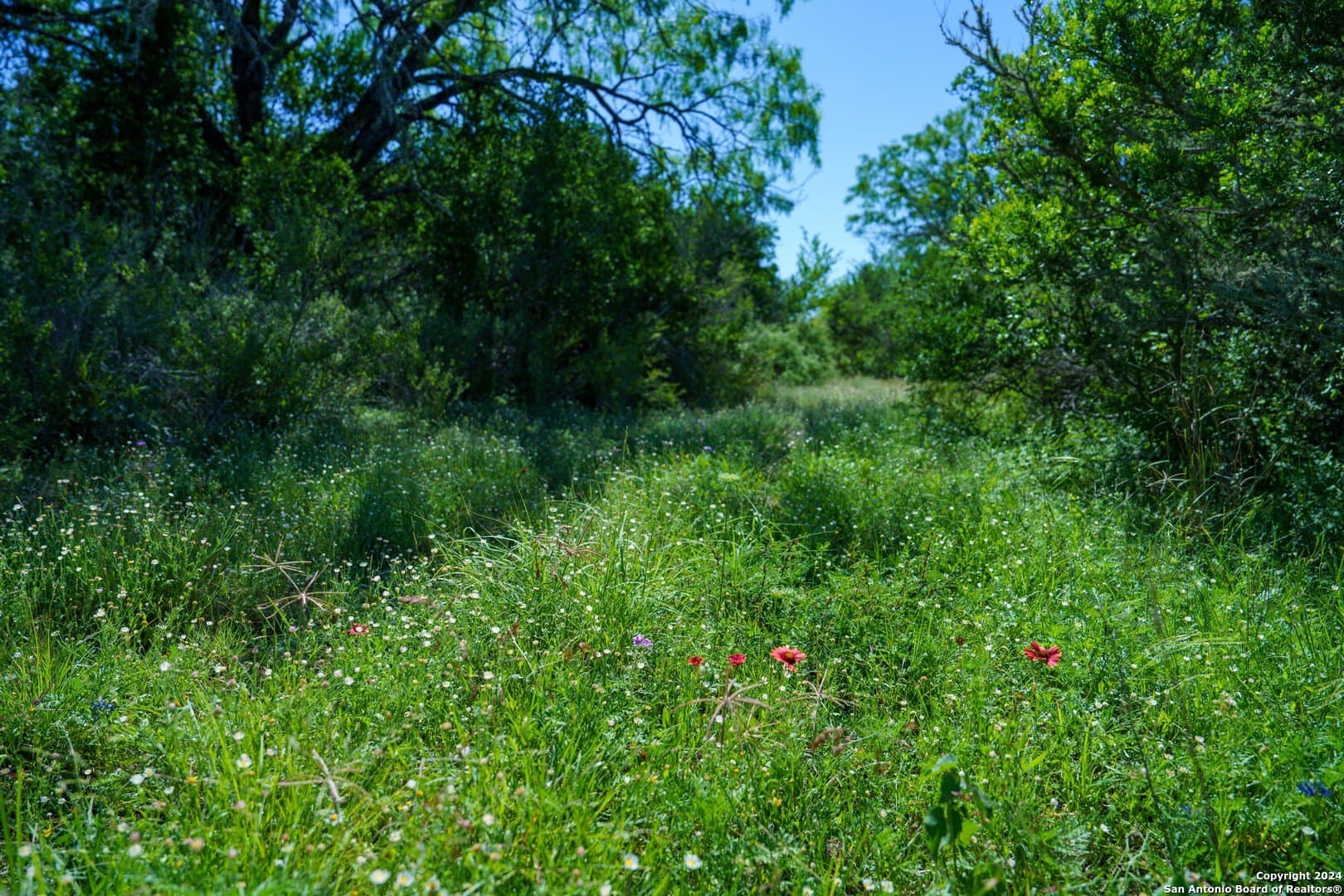 48.25 acres in Live Oak County - photo 14