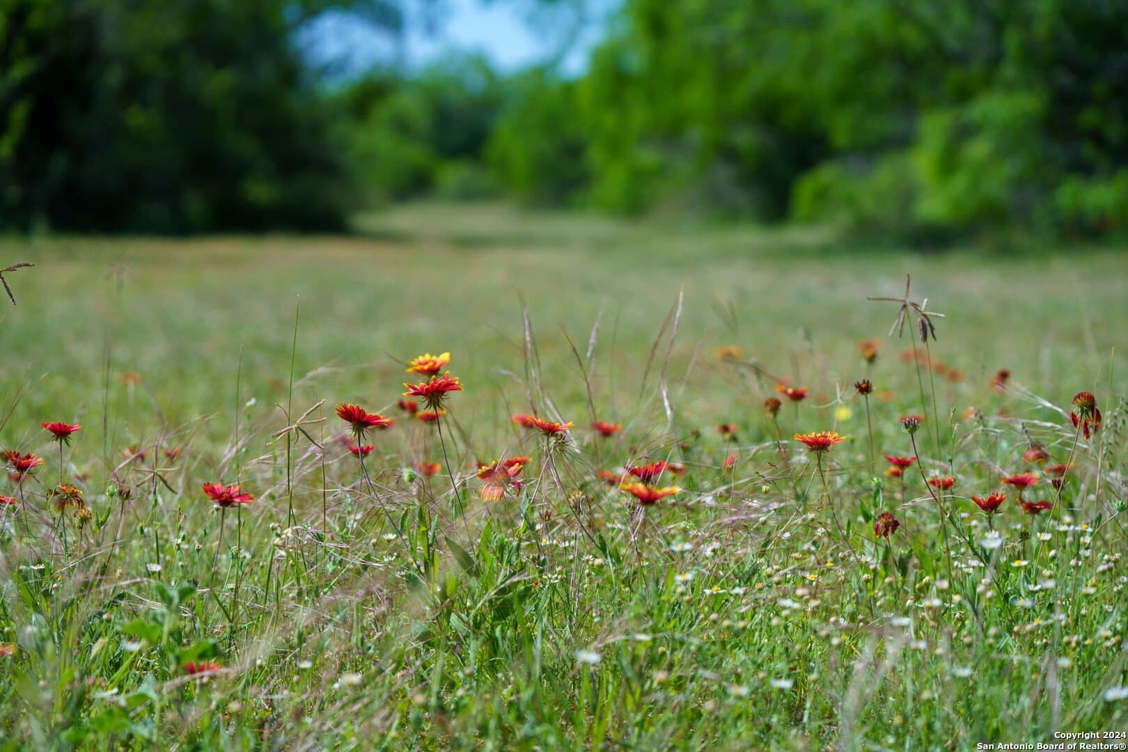48.25 acres in Live Oak County - photo 11