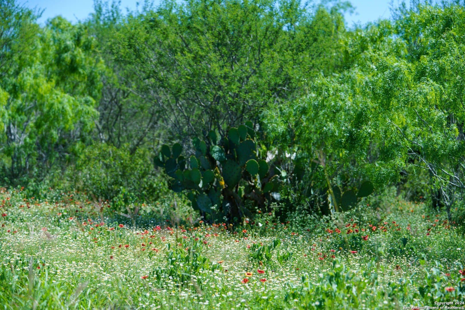 48.25 acres in Live Oak County - photo 28
