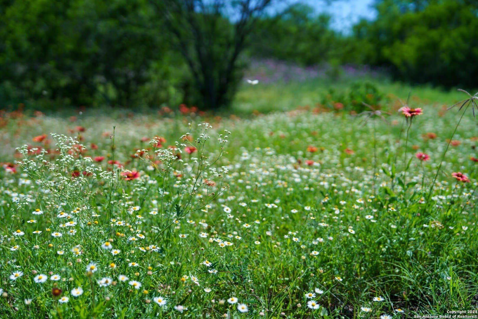 48.25 acres in Live Oak County - photo 23
