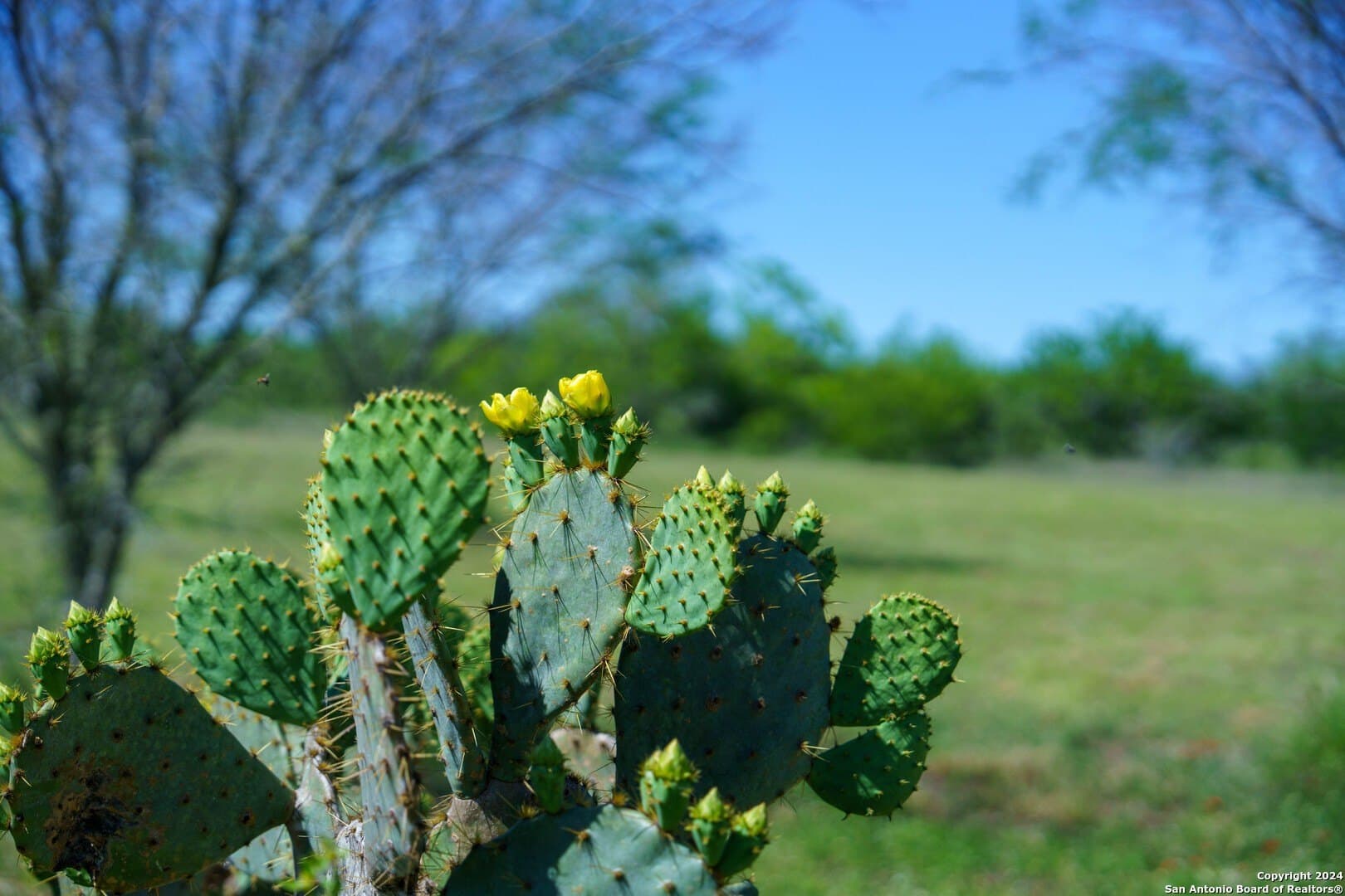 48.25 acres in Live Oak County - photo 15