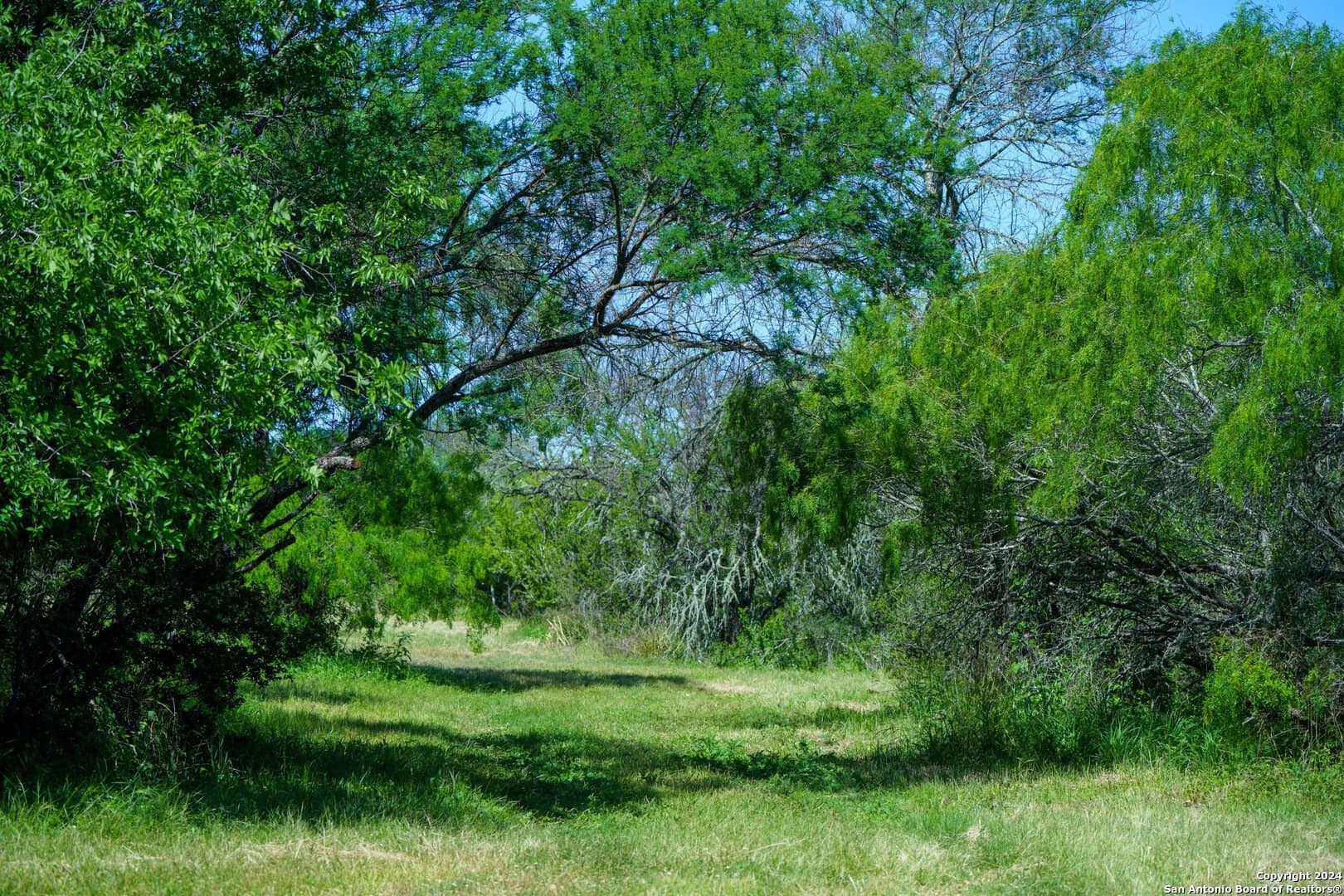 48.25 acres in Live Oak County - photo 13