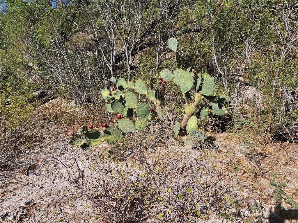 95.08 acres in San Patricio County - photo 30