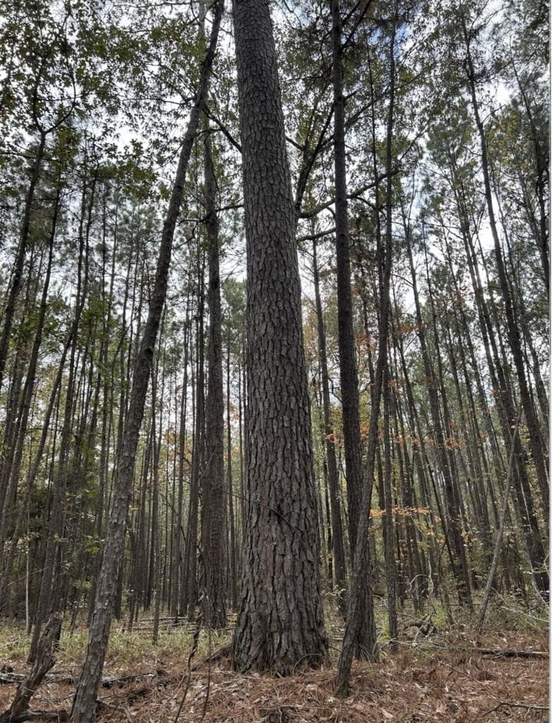 200 acres in Texas County - photo 10