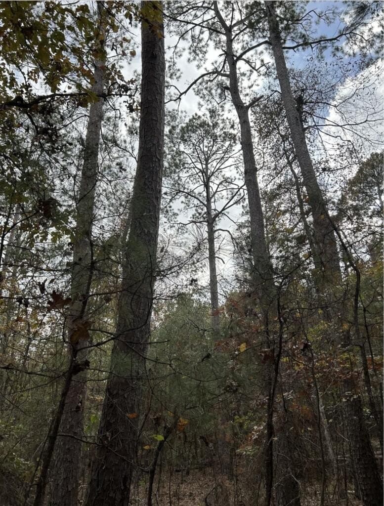 200 acres in Texas County - photo 9