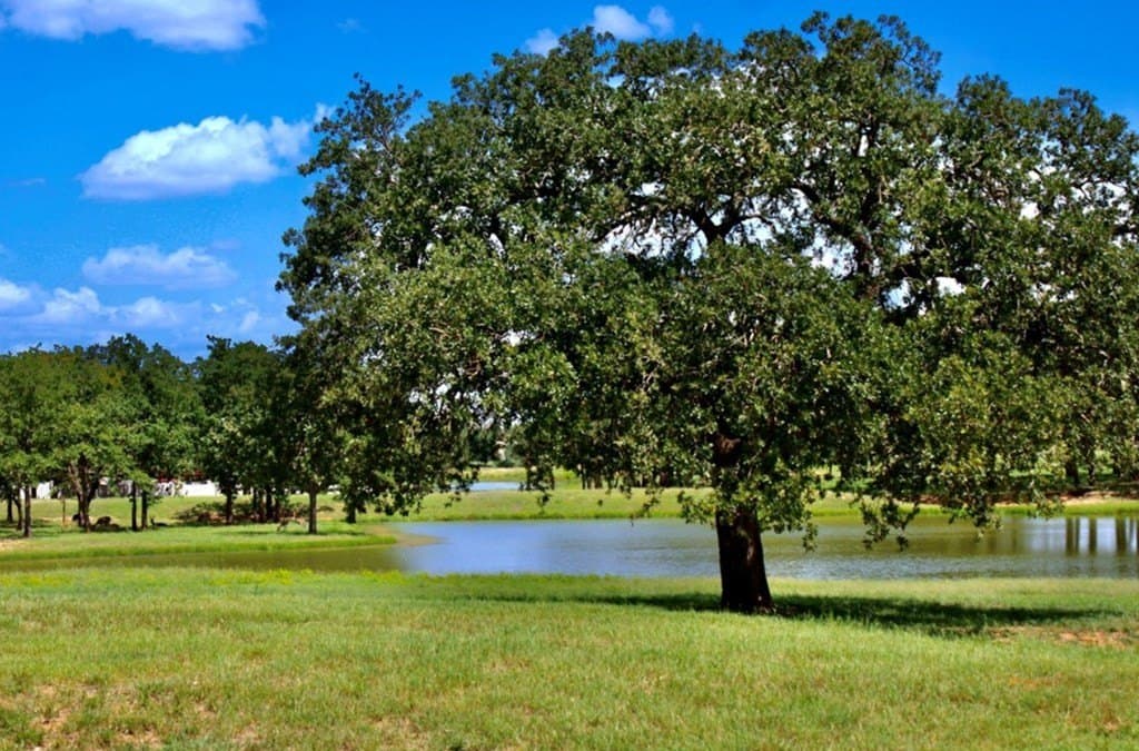 0.37 acres in Gillespie County - photo 6