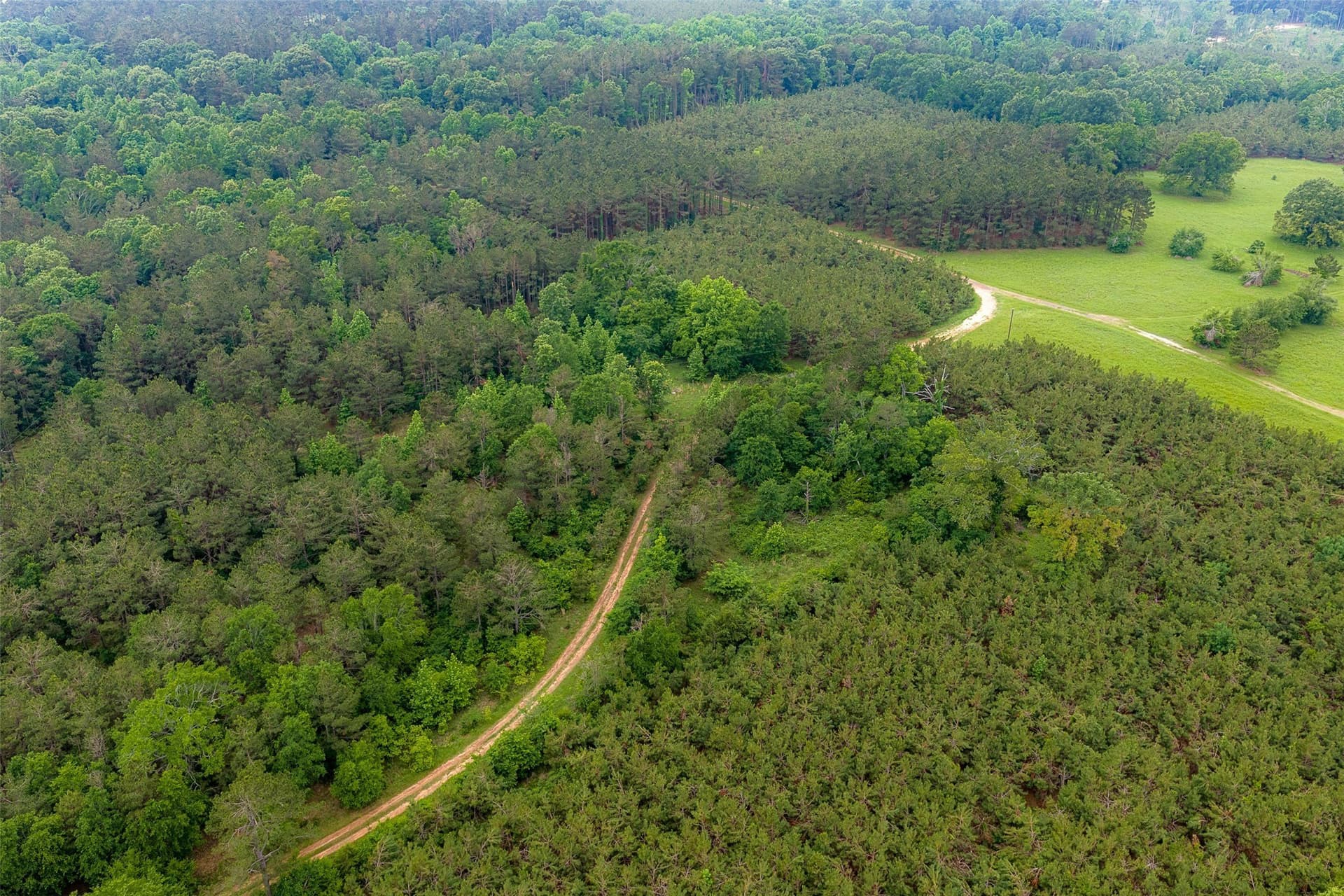 225 acres in Panola County gallery image 4