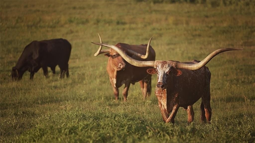 407 acres in Henderson County gallery image 2