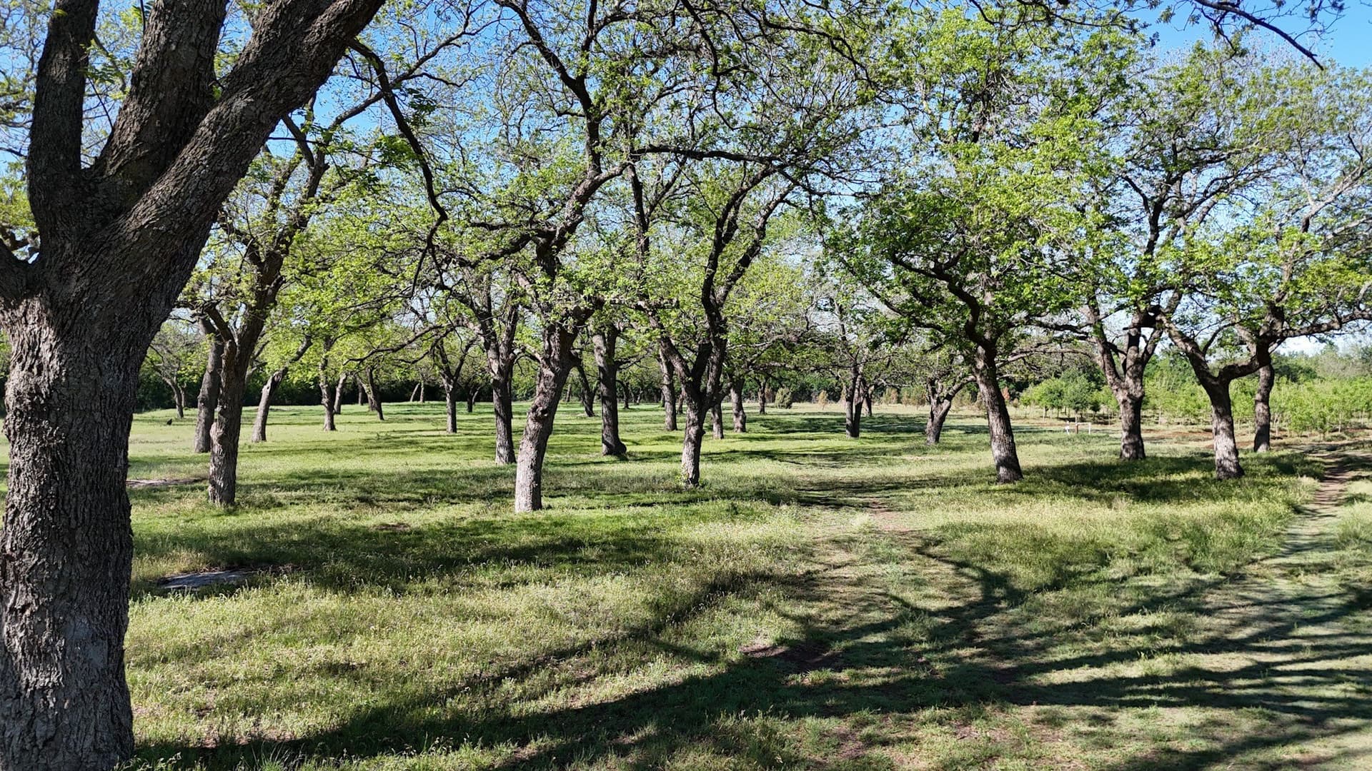 97.41 acres in Comanche County - photo 4