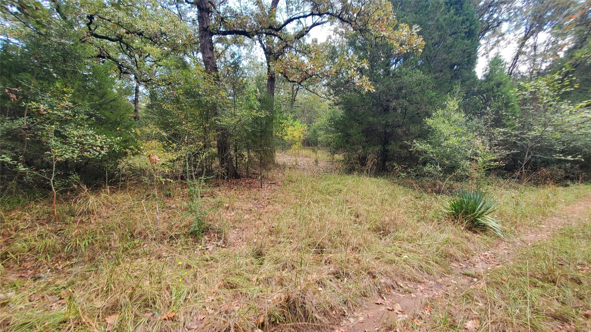 0.37 acres in Henderson County - photo 8