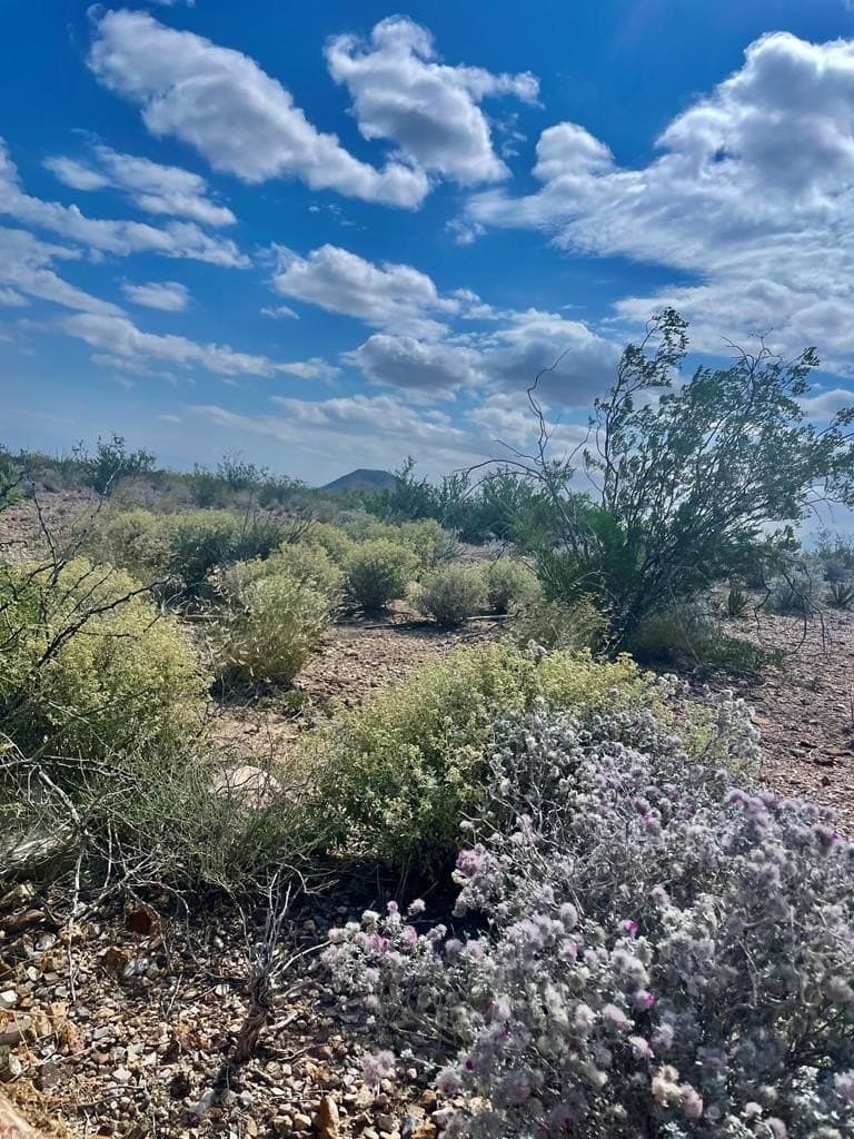 44 acres in Brewster County - photo 12