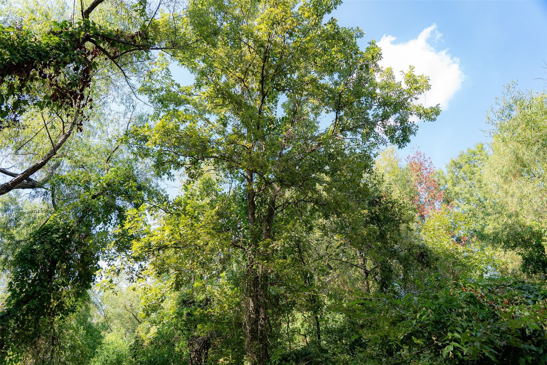 115.89 acres in Henderson County - photo 33