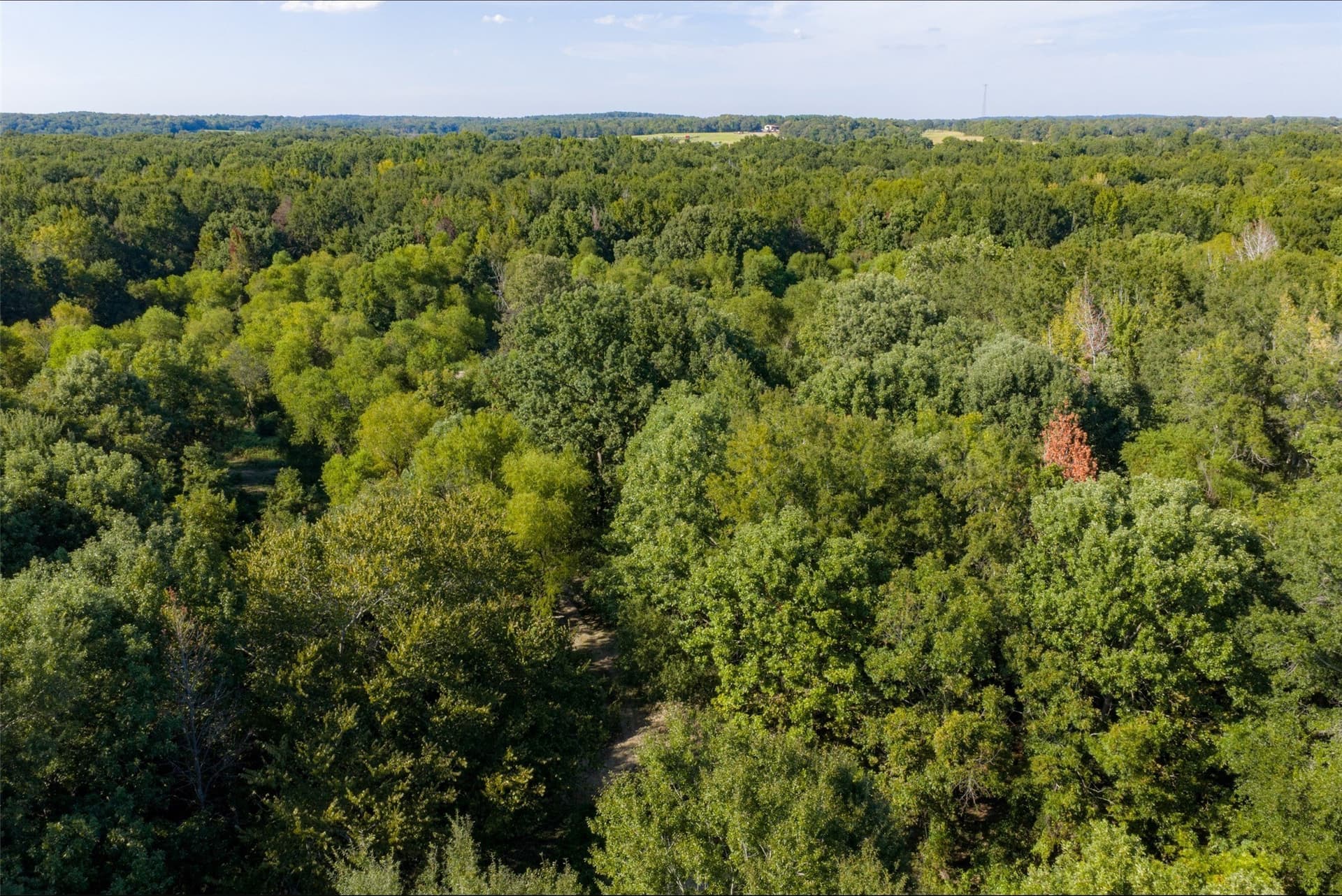 115.89 acres in Henderson County - photo 13