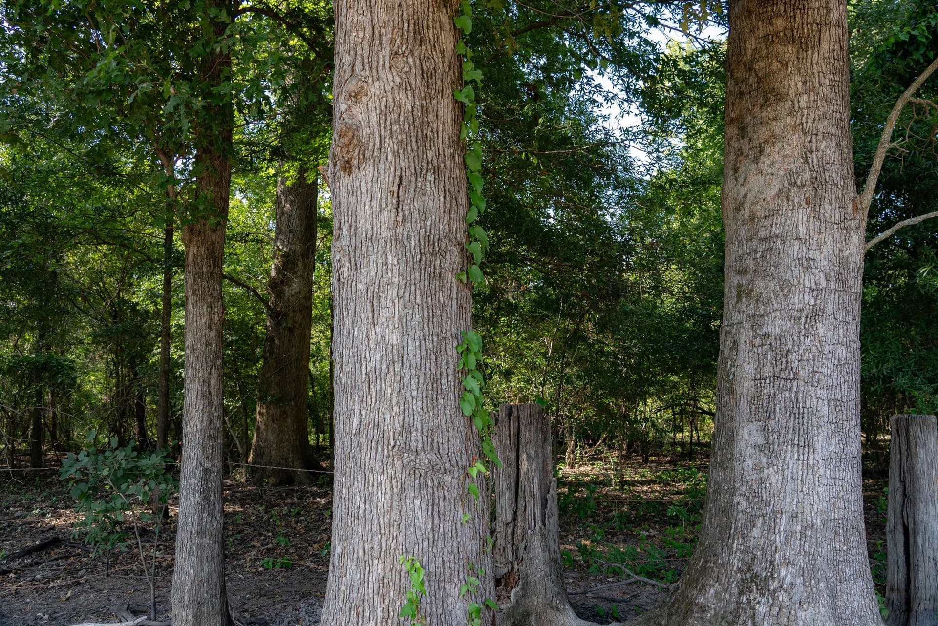 115.89 acres in Henderson County - photo 18