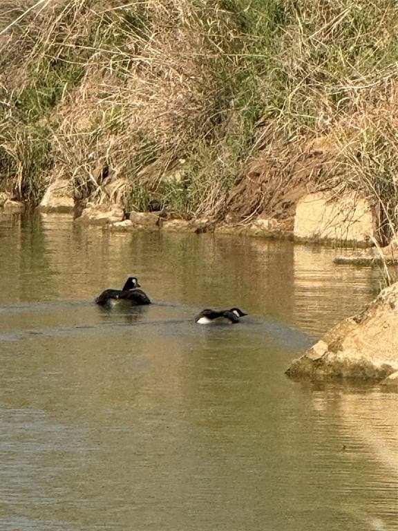 36.11 acres in Palo Pinto County gallery image 3